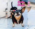 Small #33 Dachshund Mix