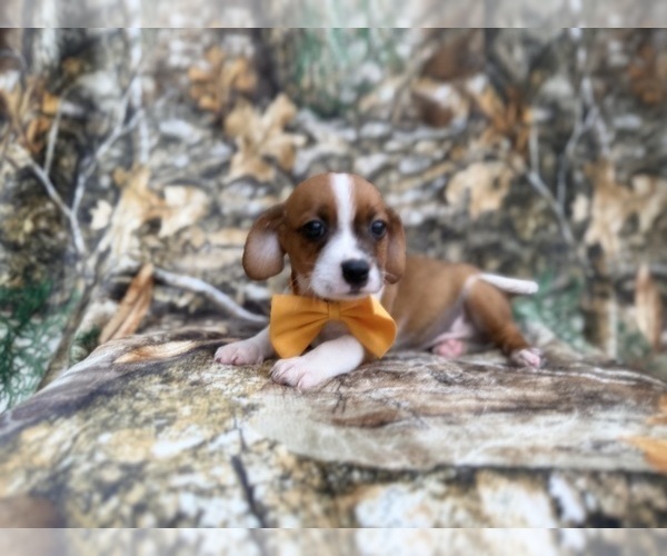 Medium Photo #2 Cavalier King Charles Spaniel-Jack Russell Terrier Mix Puppy For Sale in LAKELAND, FL, USA