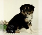 Small #2 Australian Shepherd