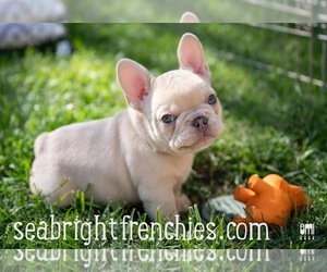 French Bulldog Puppy for Sale in APTOS, California USA