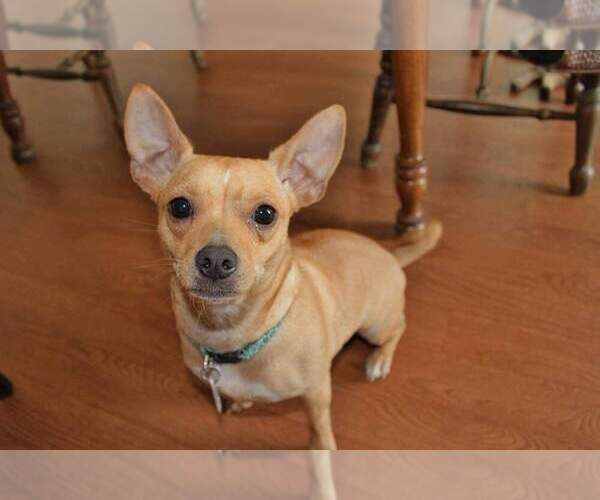 Medium Photo #2 Jack Chi Puppy For Sale in YUMA, AZ, USA