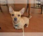 Small Photo #2 Jack Chi Puppy For Sale in YUMA, AZ, USA