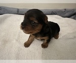 Small #4 Yorkshire Terrier