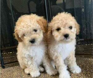 Poodle (Miniature) Puppy for sale in ZILLAH, WA, USA