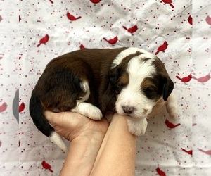 Bernedoodle Puppy for sale in MORGAN, UT, USA