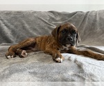 Small Photo #16 Boxer Puppy For Sale in WEST COLUMBIA, SC, USA