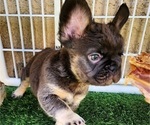 Small #12 French Bulldog