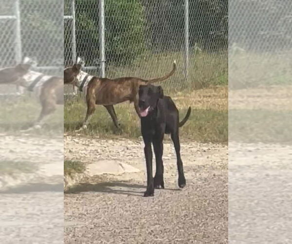 Medium Photo #3 Mutt Puppy For Sale in Bullard, TX, USA