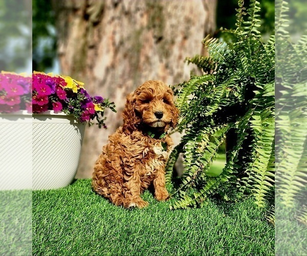 Medium Photo #1 Goldendoodle (Miniature) Puppy For Sale in INDIANAPOLIS, IN, USA