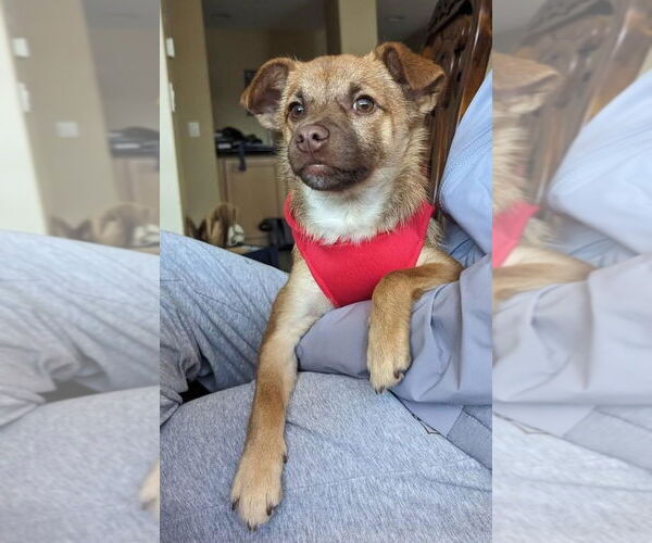 Medium Photo #6 Chiranian Puppy For Sale in Dana Point, CA, USA