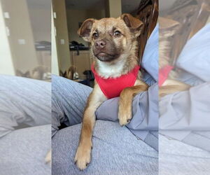 Titto - Male Chiranian Dog for Adoption - Photo #6