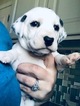 Small Photo #5 Dalmatian Puppy For Sale in ASHEBORO, NC, USA