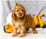 Puppy Penelope Cocker Spaniel