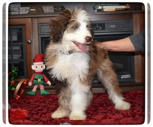 Aussiedoodle Puppy for sale in MAYFIELD, KY, USA