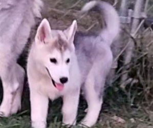 Siberian Husky Puppy for sale in BLOOMFIELD, KY, USA