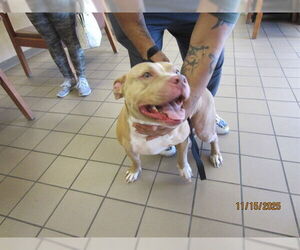 American Pit Bull Terrier Dogs for adoption in Ocala, FL, USA