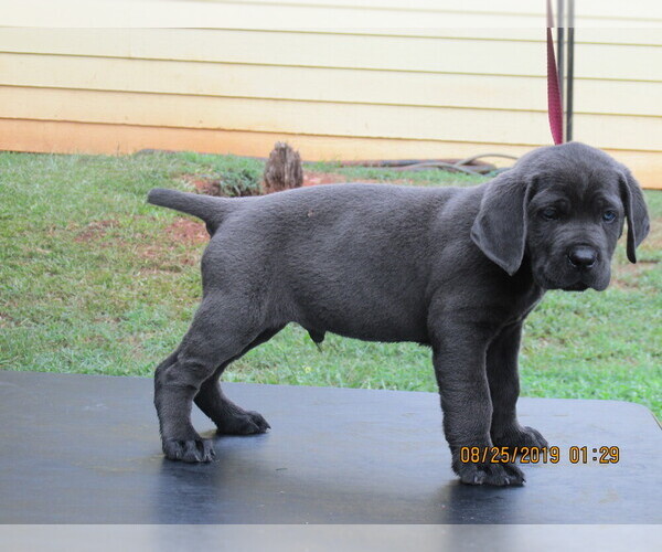 Medium Photo #3 Cane Corso Puppy For Sale in NEWNAN, GA, USA