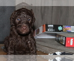 Small Photo #9 Poodle (Standard) Puppy For Sale in SPENCER, TN, USA