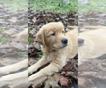 Image preview for Ad Listing. Nickname: Blue  Boy