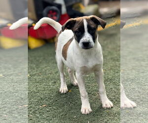 Mutt Dogs for adoption in Phoenix, AZ, USA