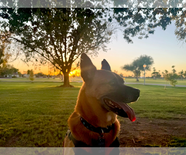 Medium Photo #2 German Shepherd Dog-Unknown Mix Puppy For Sale in Chandler, AZ, USA