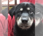 Small Photo #6 Labrador Retriever-Siberian Husky Mix Puppy For Sale in GAINESVILLE, FL, USA