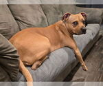 Small #10 American Pit Bull Terrier Mix