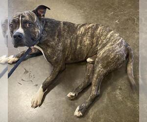 American Pit Bull Terrier-Labrador Retriever Mix Dogs for adoption in Rockwall, TX, USA