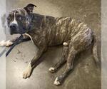 Small American Pit Bull Terrier-Labrador Retriever Mix