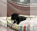Puppy Scurge American Bully-French Bulldog Mix
