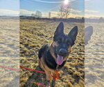Small #20 German Shepherd Dog