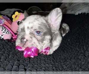 French Bulldog Puppy for sale in BOSTON, KY, USA