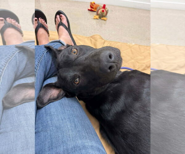 Medium Photo #4 Labrador Retriever-Unknown Mix Puppy For Sale in San Diego, CA, USA