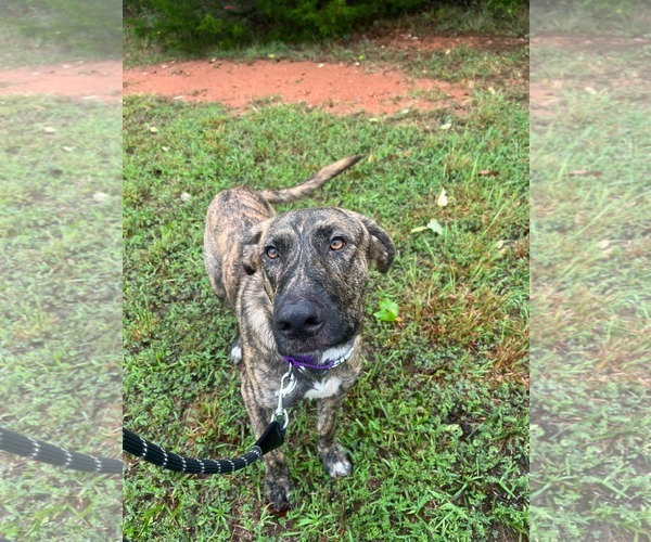 Medium Photo #4 Great Dane-Unknown Mix Puppy For Sale in Rustburg, VA, USA