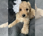 Small Photo #5 Aussiedoodle Miniature  Puppy For Sale in GREENWOOD, MO, USA