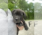 Puppy 8 Cane Corso