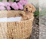 Small Photo #25 Golden Retriever Puppy For Sale in BUFFALO, MO, USA