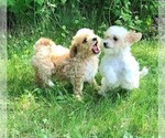 Small Photo #4 Bichpoo Puppy For Sale in STAFFORD SPRINGS, CT, USA