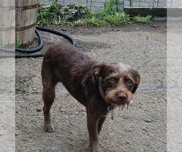 Medium Photo #2 Mutt Puppy For Sale in Bloomingdale, NJ, USA