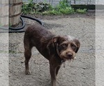 Small #1 Mutt