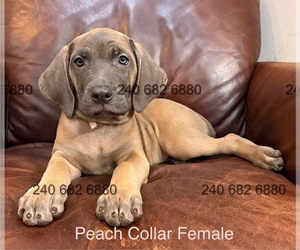 Medium Cane Corso