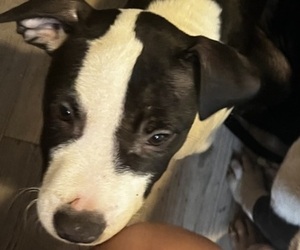 American Bully-American Pit Bull Terrier Mix Puppy for sale in LANSFORD, PA, USA