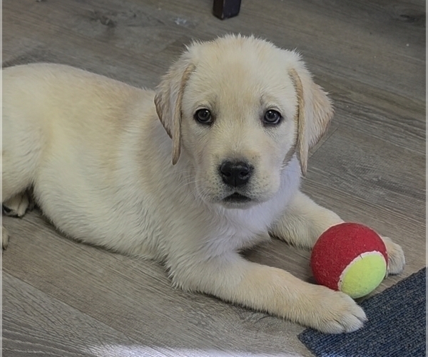 Medium Photo #6 Labrador Retriever Puppy For Sale in VICTORVILLE, CA, USA