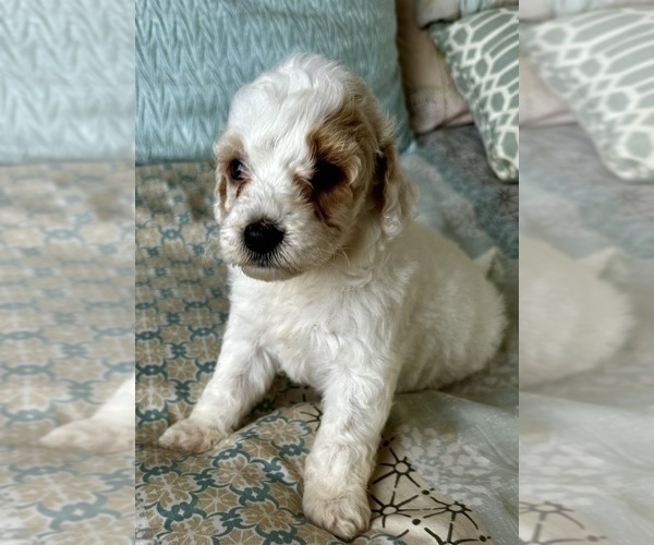 Medium Photo #18 Goldendoodle (Miniature) Puppy For Sale in PENSACOLA, FL, USA