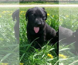 Labrador Retriever Puppy for sale in WEST CONCORD, MN, USA