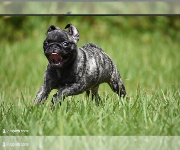 Medium Photo #3 Pug Puppy For Sale in PALM COAST, FL, USA