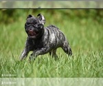 Small #2 Pug