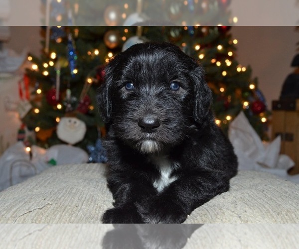 Medium Photo #4 Sheepadoodle Puppy For Sale in COTTONWD HGTS, UT, USA