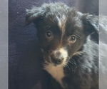 Small #2 Border Collie