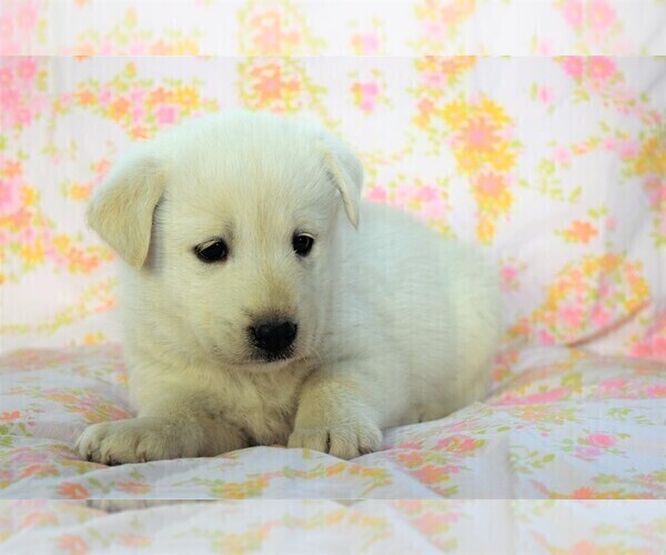Medium Photo #8 Labrador Retriever-Samoyed Mix Puppy For Sale in SUGAR CITY, ID, USA